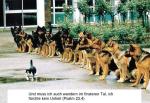 cat_dogs.jpg