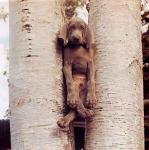 hund_im_baum.jpg