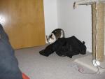 HB seine Katze