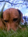 Anna im Gras