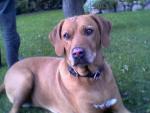 Im Garten