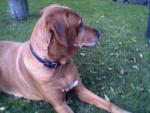 Im Garten