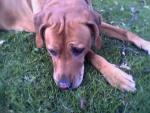 Im Garten