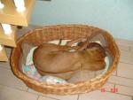 Anna im Korb