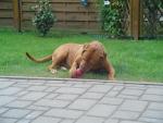 Anna & Hundespielzeug