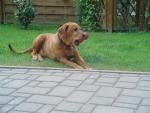 Anna & Hundespielzeug