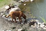 Anna am Teich